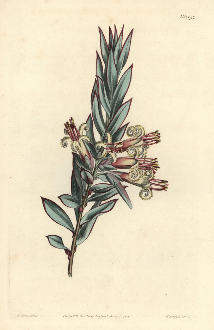 Büschelblütige Styphelia, Styphelia triflora. Handkolorierte Kupferstichgravur von F. Sansom Jr. nach einer Illustration von Sydenham Edwards aus William Curtis