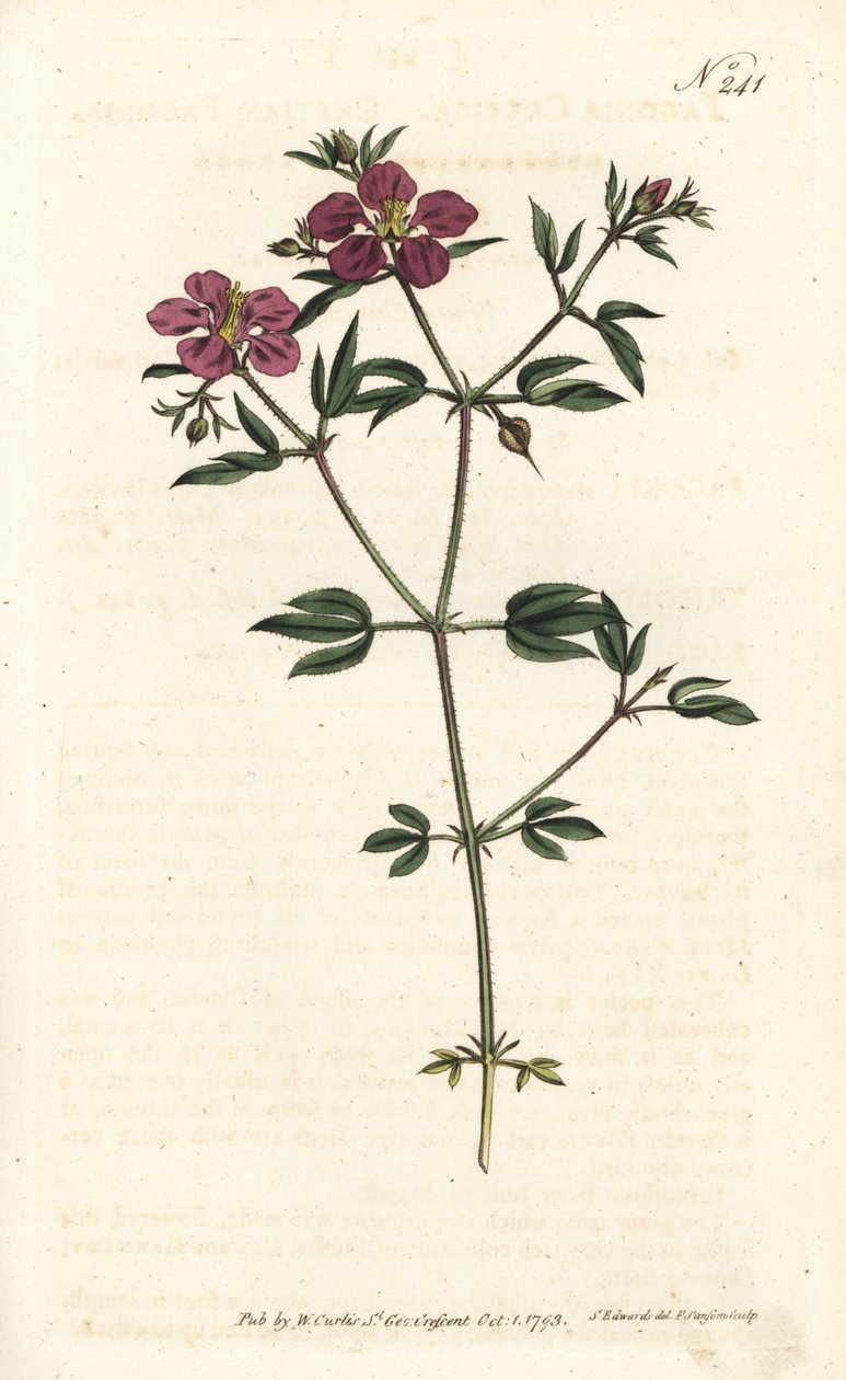 Kretische Fagonia von Sydenham Teast Edwards