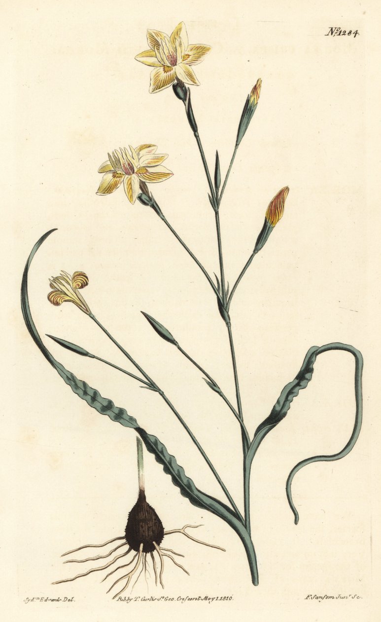 Gekräuselte Moraea, Moraea crispa. Handkolorierte Kupferstichgravur von F. Sansom Jr. nach einer Illustration von Sydenham Edwards aus William Curtis