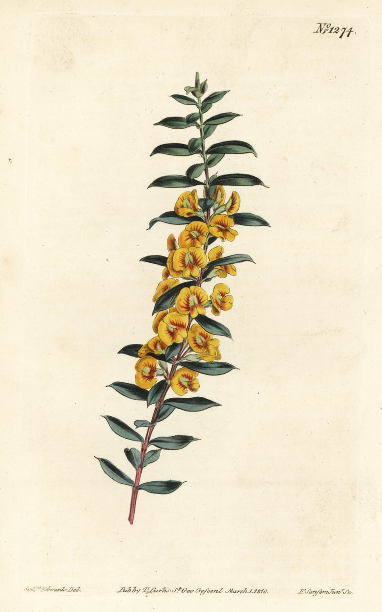 Eutaxia myrtifolia (Kreuzblättrige Dillwynia, Dillwynia obovata). Handkolorierte Kupferstichgravur von F. Sansom Jr. nach einer Illustration von Sydenham Edwards aus William Curtis