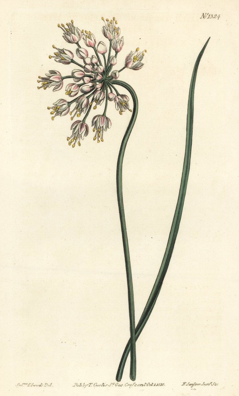 Knoblauchneigung - Nickender Lauch, Damenlauch oder Bogenlauch, Allium cernuum. Handkolorierte Kupferstichgravur von F. Sansom Jr. nach einer Illustration von Sydenham Edwards aus William Curtis