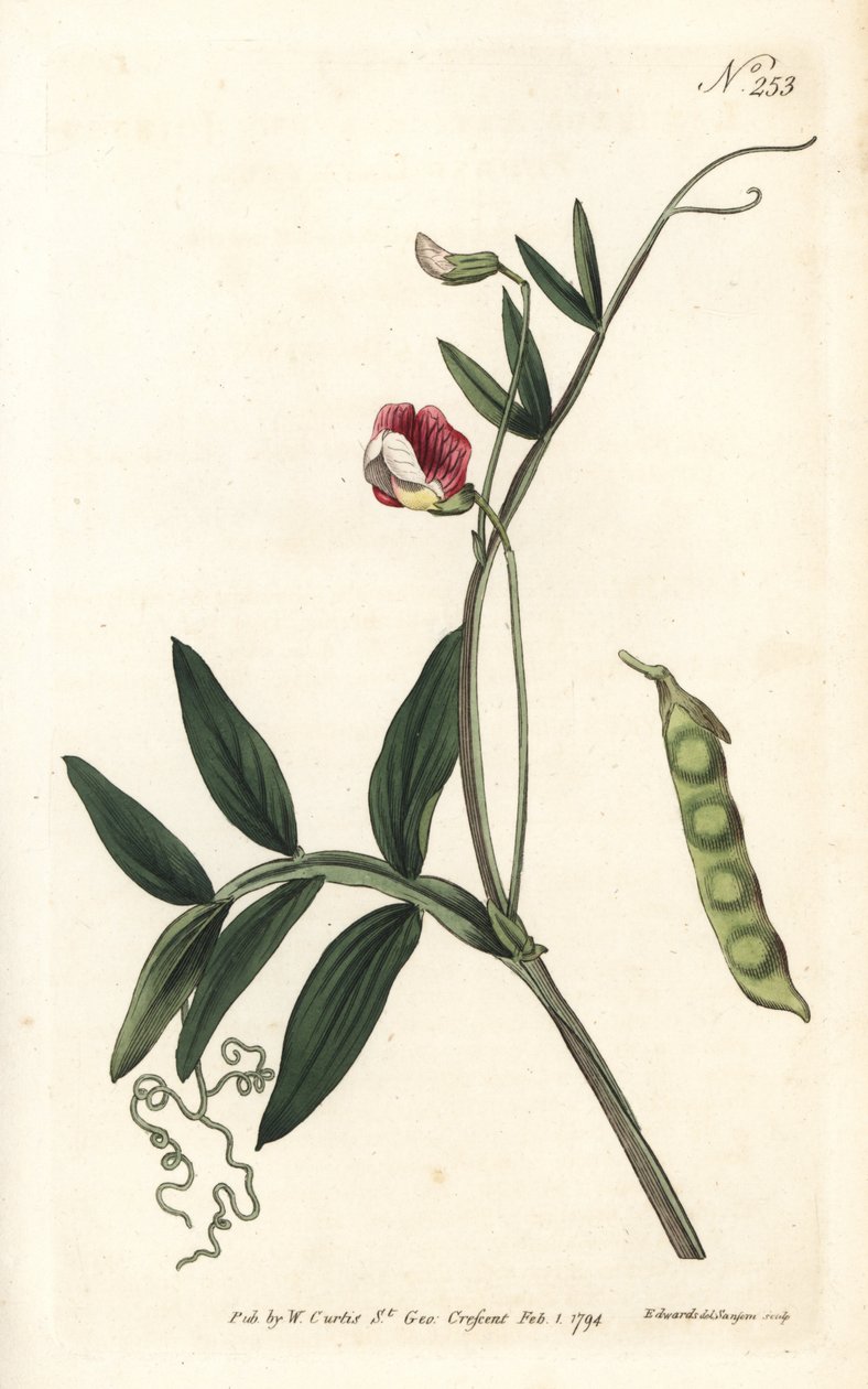 Spanische Platterbse, Lathyrus clymenum (Gelenkige Platterbse, Lathyrus articulatus). Handkolorierter Kupferstich von Sansom nach einer Illustration von Sydenham Edwards aus William Curtis