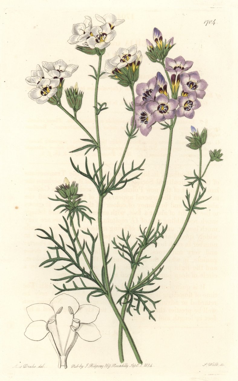 Gilia tricolor, weiße und violette Varietäten, heimisch in Kalifornien - Gravur von S. Watts nach einer Illustration von Sarah Anne Drake (1803-1857), aus dem Botanical Register von Sydenham Teast Edwards