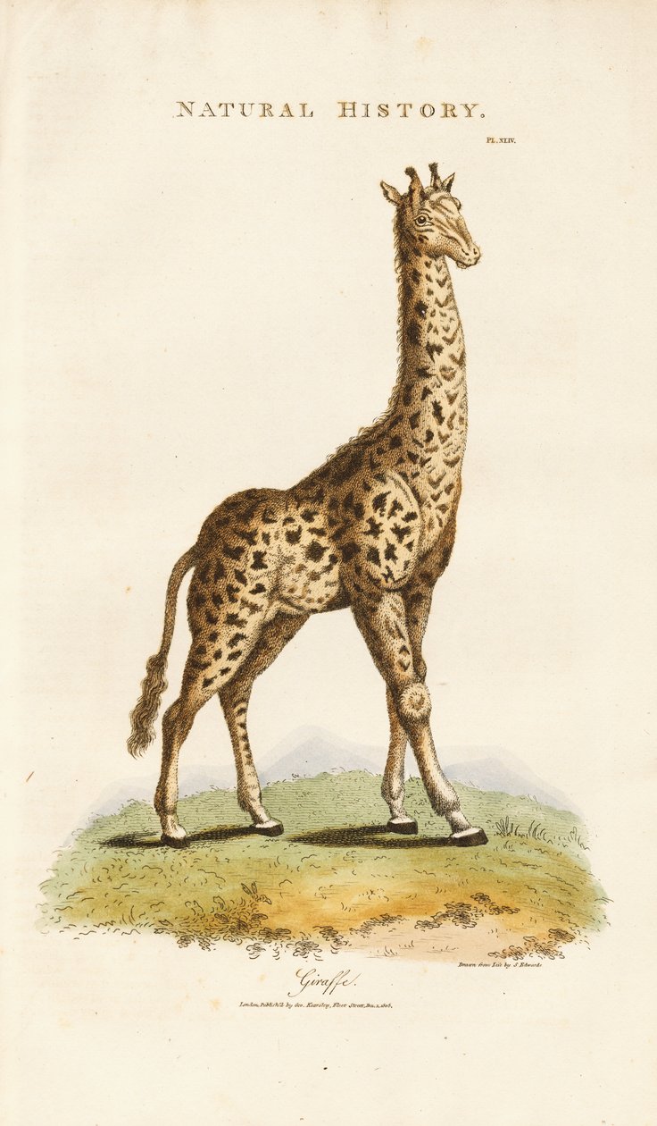 Giraffe von Sydenham Teast Edwards