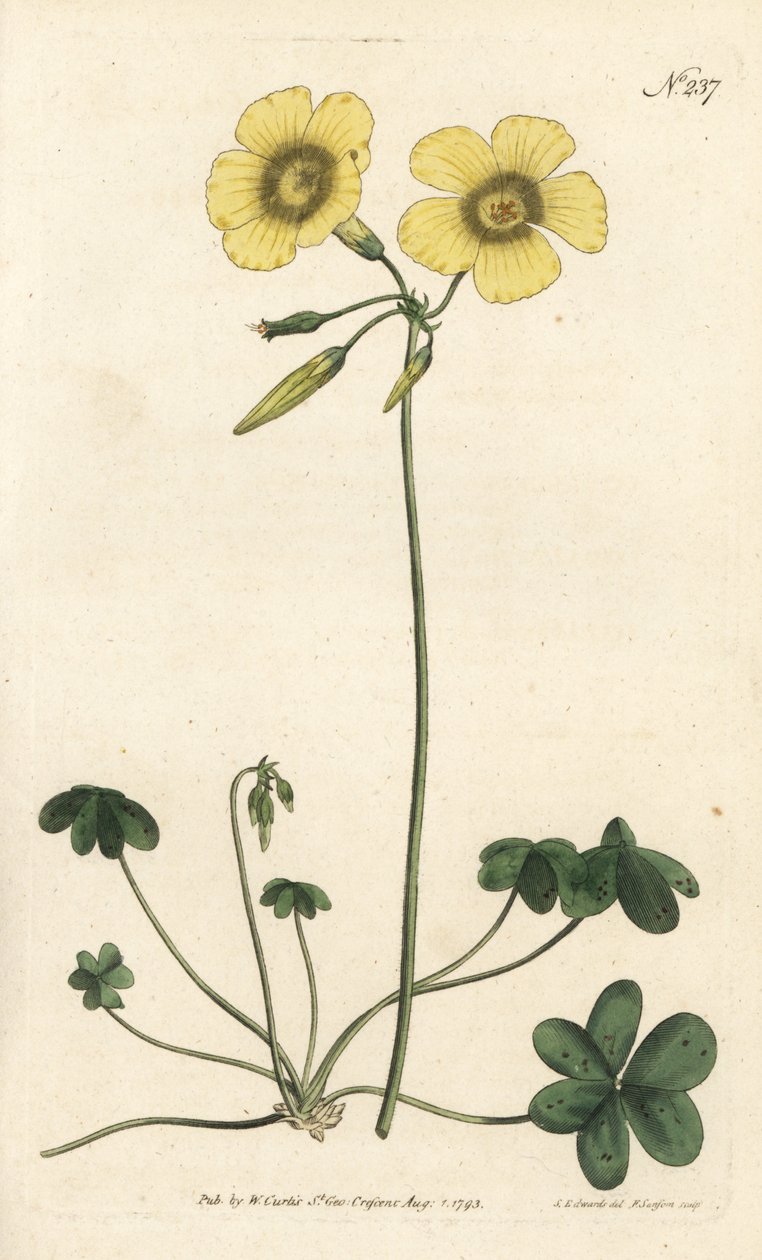 Ziegenfuß-Sauerklee, Oxalis caprina von Sydenham Teast Edwards