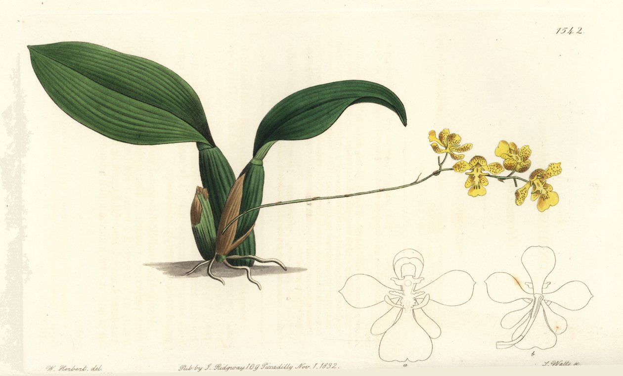 Gomesa cornigera Orchidee von Sydenham Teast Edwards