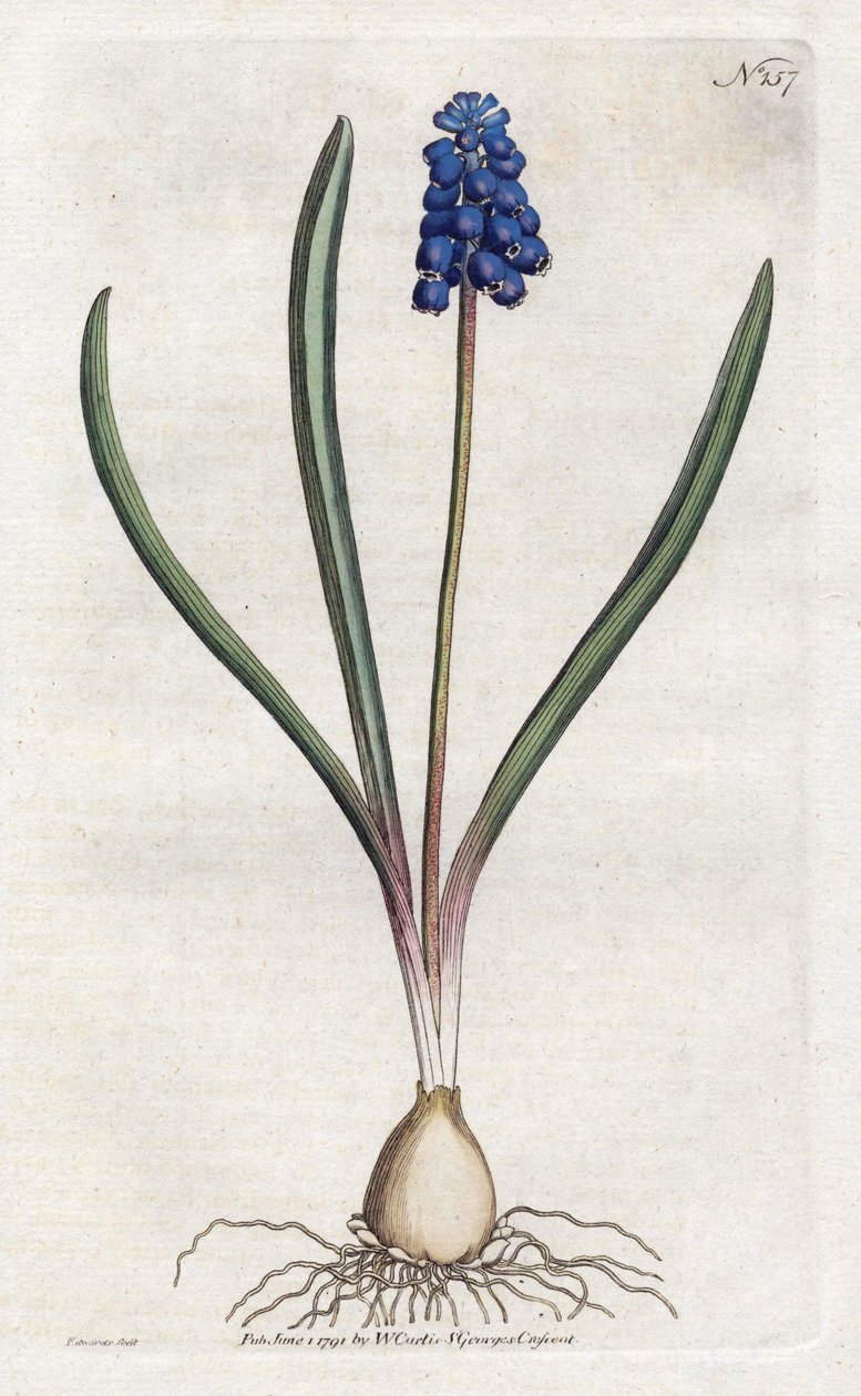Traubenhyazinthe - Lithographie von Sydenham Edwards (1768-1819), Platte aus dem Botanical Magazine von William Curtis (1746-1799) von Sydenham Teast Edwards