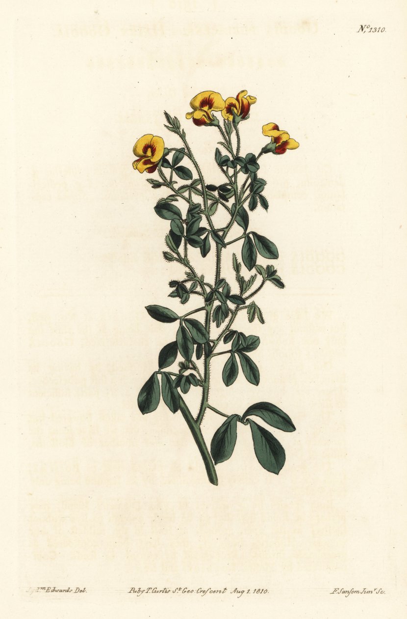 Behaarte Goodia, Goodia lotifolia var. pubescens (Goodia pubescens). Handkolorierte Kupferstichgravur von F. Sansom Jr. nach einer Illustration von Sydenham Edwards aus William Curtis