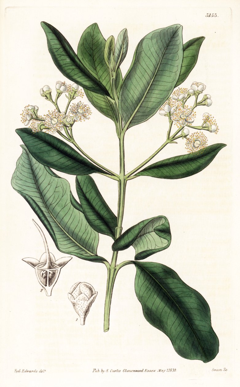 Indisches Holz (Stich von Swan, Illustration von Sydenham Edwards) von Sydenham Teast Edwards