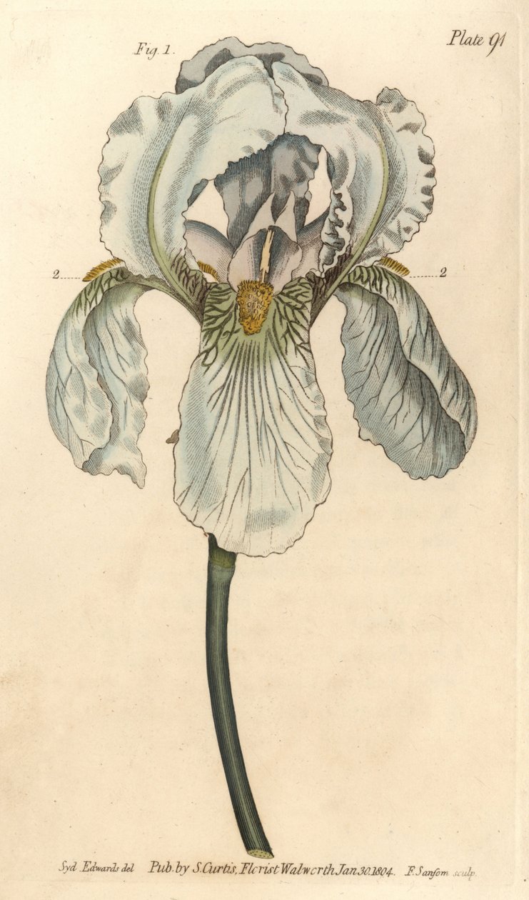 Iris florentina, Iris germanica nothovar (Kupferstich) von Sydenham Teast Edwards