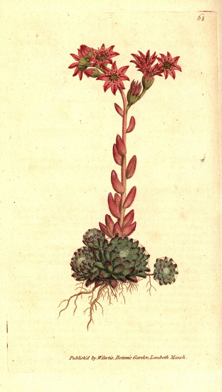 Spinnweben-Hauswurz, Sempervivum arachnoideum. Handkolorierter Kupferstich nach einer botanischen Illustration aus William Curtis