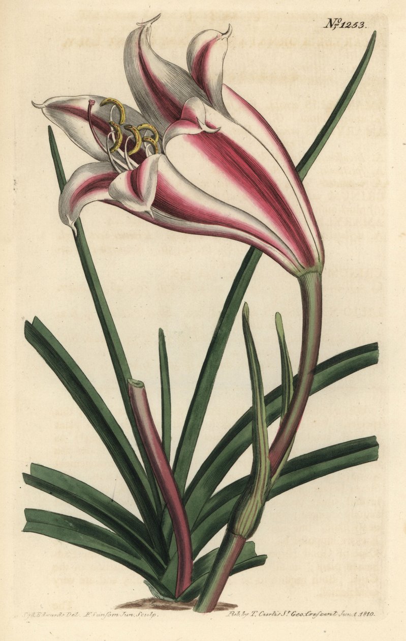 Kap-Küsten-Lilie, Crinum ornatum (Amaryllis ornata) von Sydenham Teast Edwards