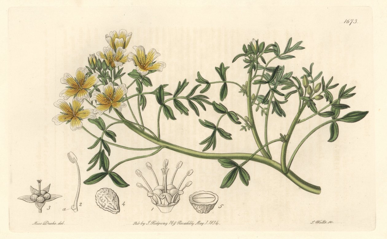 Limnanthe, ursprünglich aus Kalifornien von Sydenham Teast Edwards