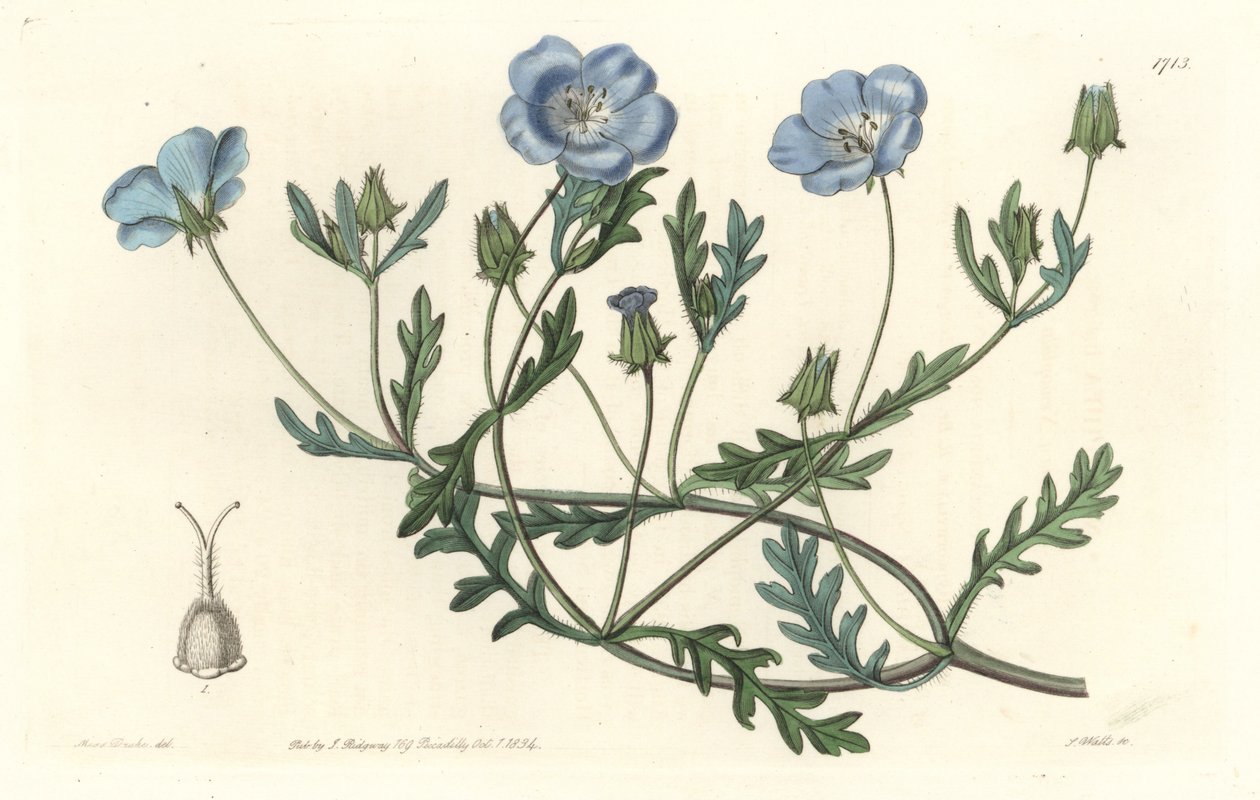 Namophile maculee, ursprünglich aus Kalifornien, aus dem Botanischen Register von Sydenham Teast Edwards