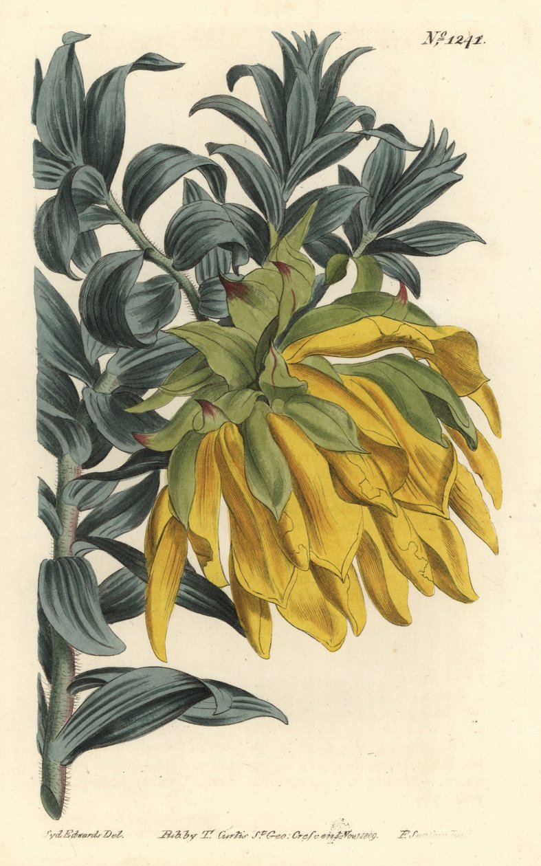 Orangefarbener Nickkopf oder Bergdahlie, Liparia splendens (Mäusedornblättrige Liparia, Liparia sphaerica). Handkolorierte Kupferstichgravur von F. Sansom Jr. nach einer Illustration von Sydenham Edwards aus William Curtis