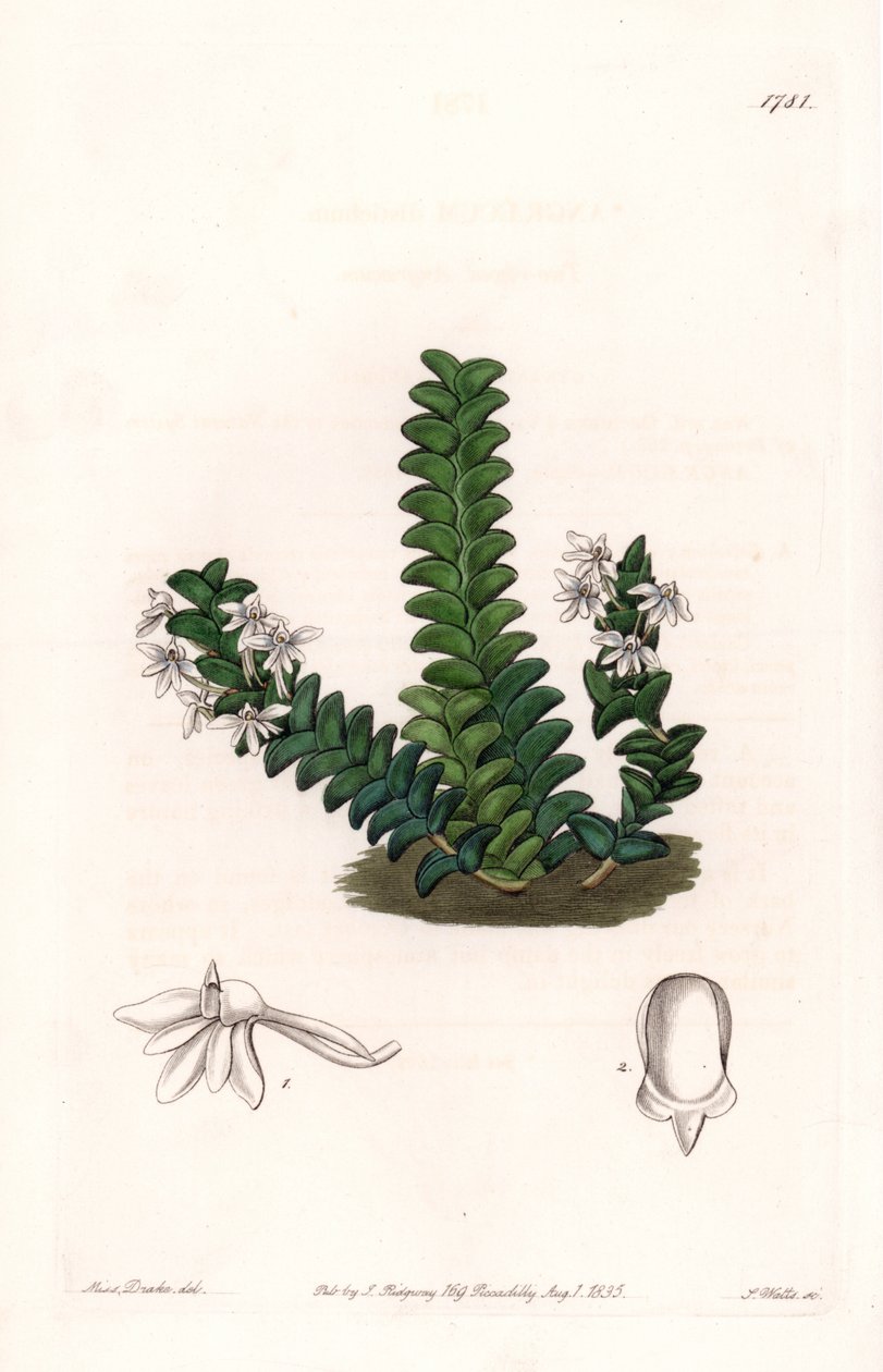 Orchidee: Angraecum Varietät, heimisch in Äquatorialafrika von Sydenham Teast Edwards