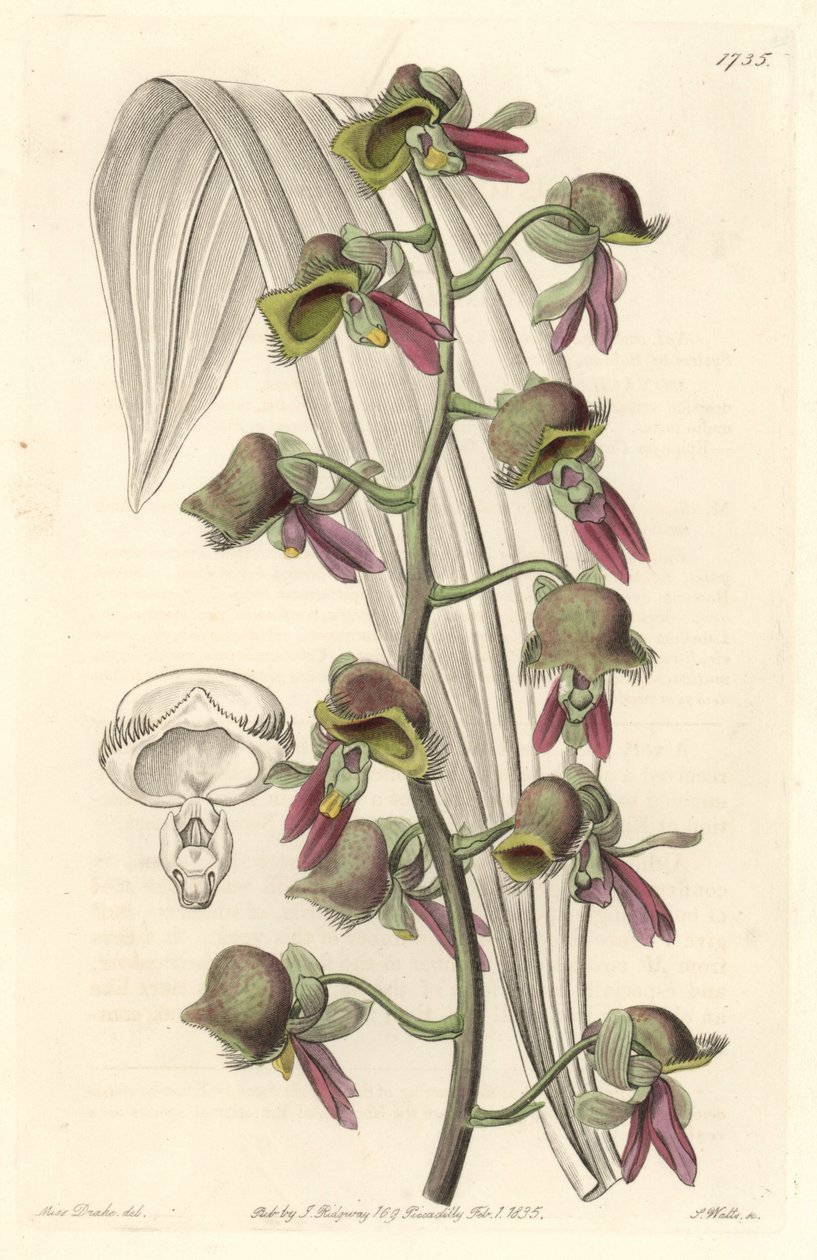Orchidee Catasetum, zweifarbige Blüten, heimisch in Guyana von Sydenham Teast Edwards