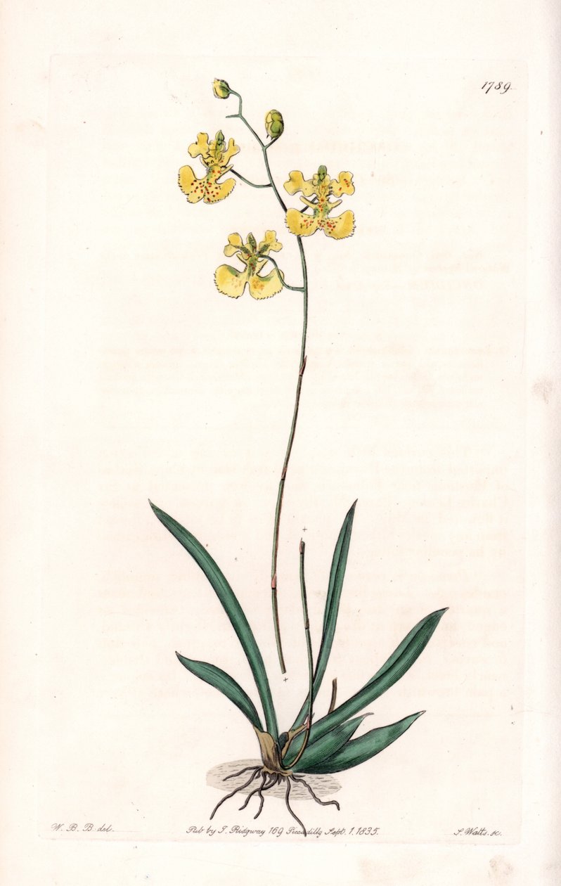 Orchidee: Varietät Tolumnia guianensis, endemisch in Haiti und Santo Domingo von Sydenham Teast Edwards