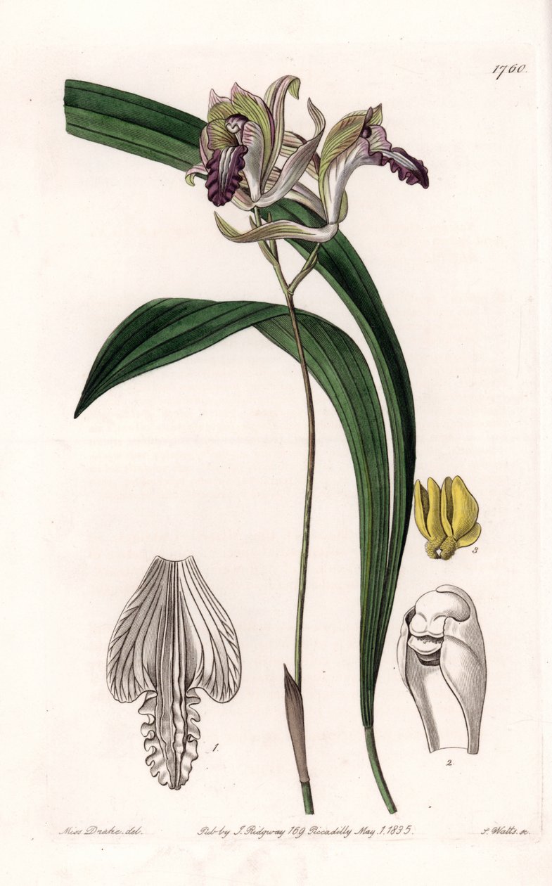 Orchidee: Varietät der Bletia aus Amerika von Sydenham Teast Edwards
