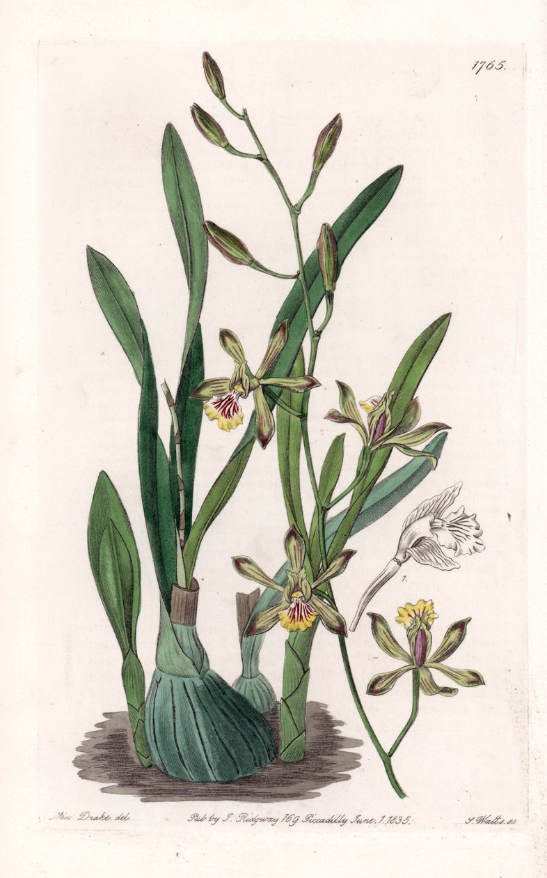 Orchidee: Epidendre grele - Gravierte Tafel von S. Watts, nach einer Illustration von Sarah Anne Drake (1803-1857), aus dem Botanical Register von Sydenham Edwards (1768-1819), England von Sydenham Teast Edwards