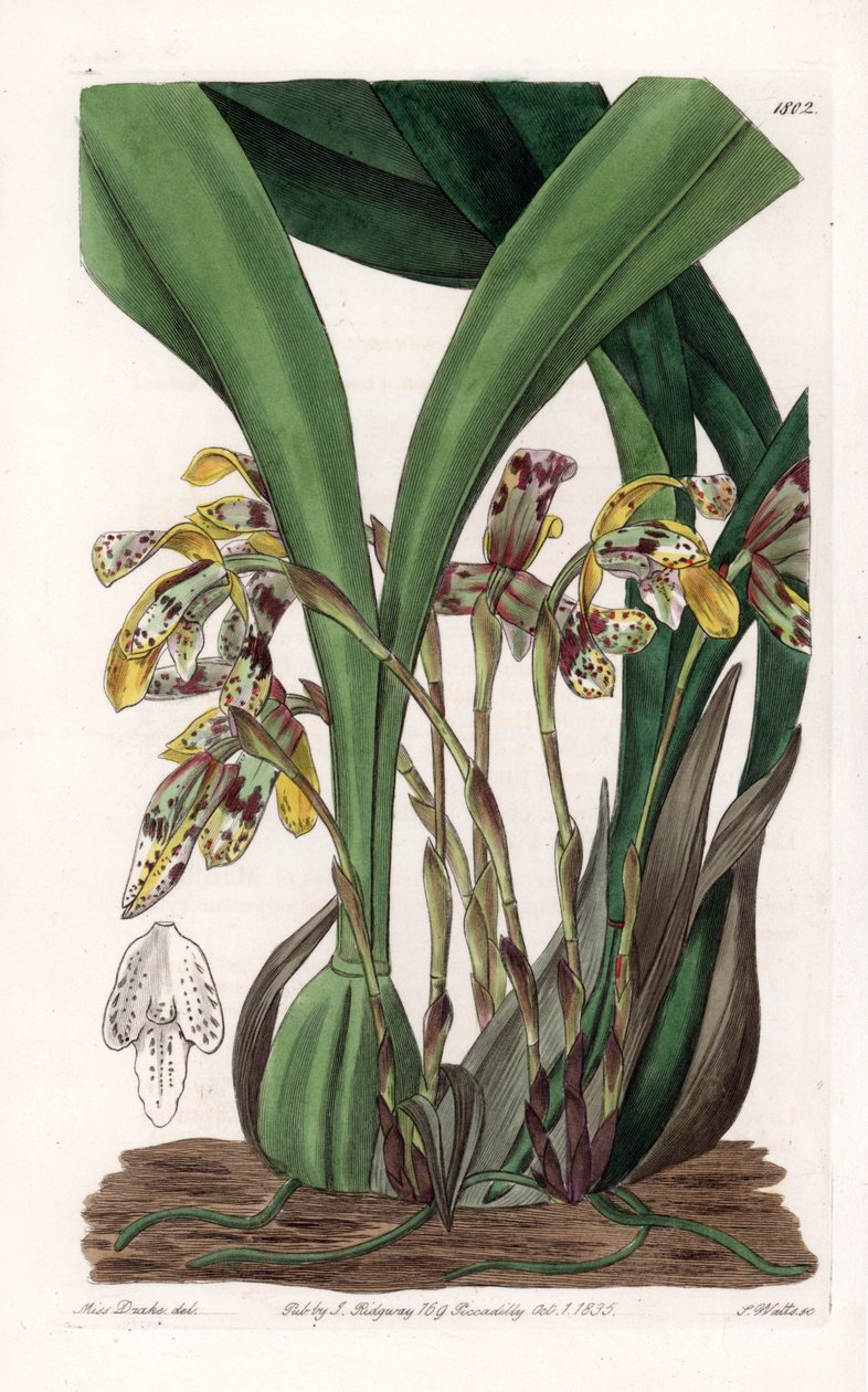 Orchidee: Varietät der Maxillaria, heimisch in Südamerika - Platte graviert von S. Watts, basierend auf einer Illustration von Sarah Anne Drake (1803-1857), aus dem Botanical Register von Sydenham Edwards (1768-1819), England von Sydenham Teast Edwards