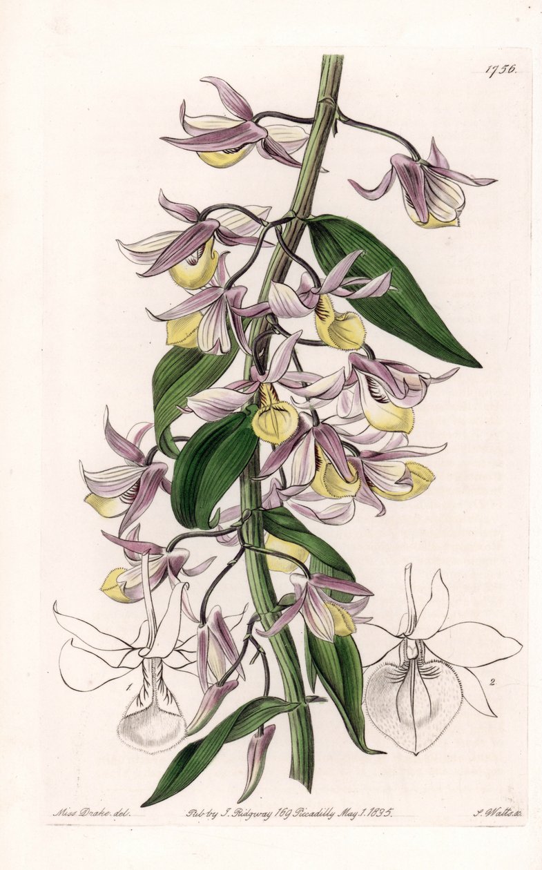 Orchidee: Varietät des Dendrobium, heimisch in Asien - Platte graviert von S. Watts, nach einer Illustration von Sarah Anne Drake (1803-1857), aus dem Botanical Register von Sydenham Edwards (1768-1819), England von Sydenham Teast Edwards