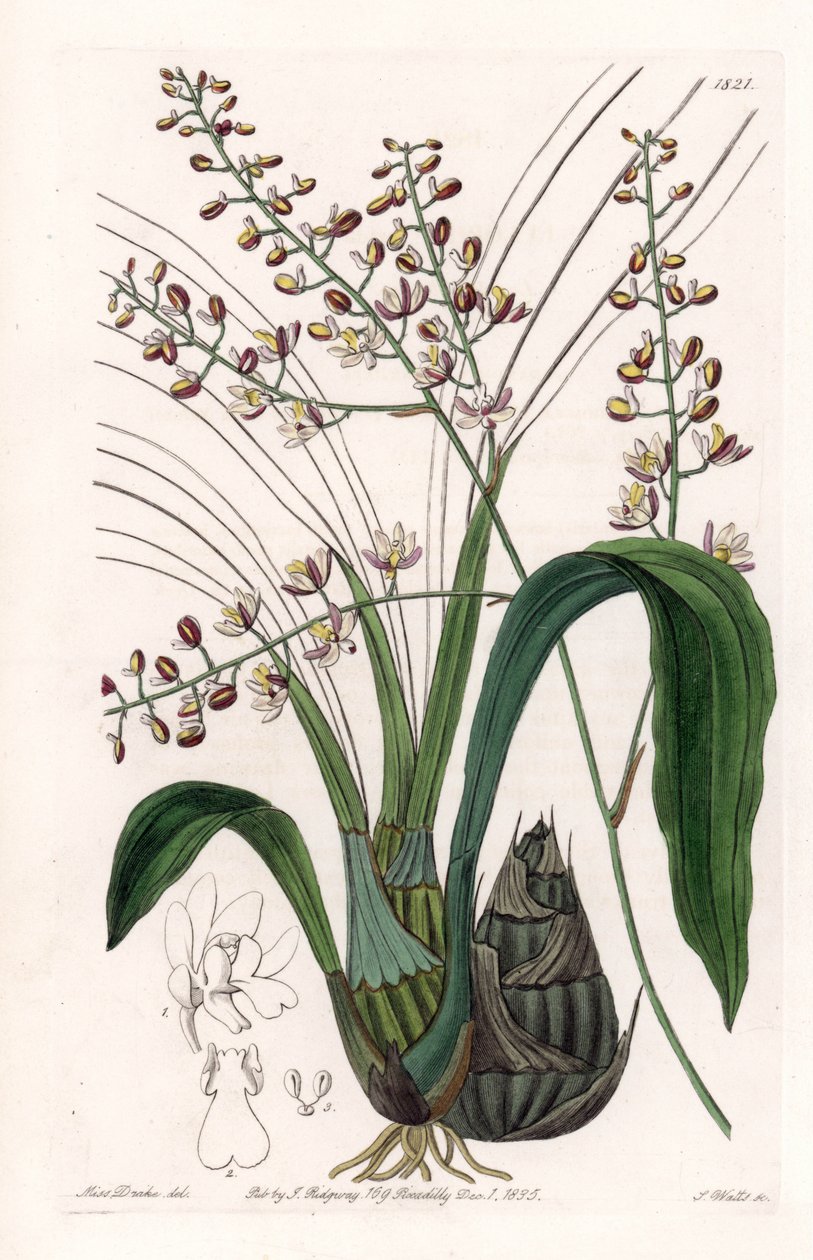 Orchidee: Varietät der Eulophia von Sydenham Teast Edwards