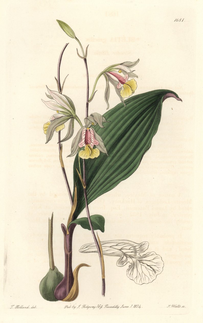 Orchidee, Amerikanische Bletia von Sydenham Teast Edwards