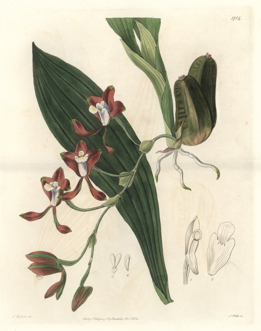 Orchidee Batemannia, heimisch in Guyana - Wasser forte von S. Watts nach einer Illustration von T. Holland, aus dem Botanical Register von Sydenham Teast Edwards