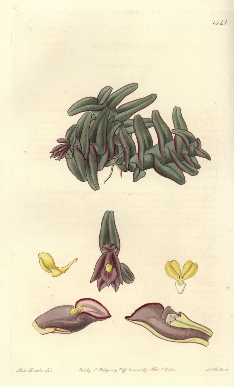 Orchidee Epidendrum aus Mittelamerika von Sydenham Teast Edwards