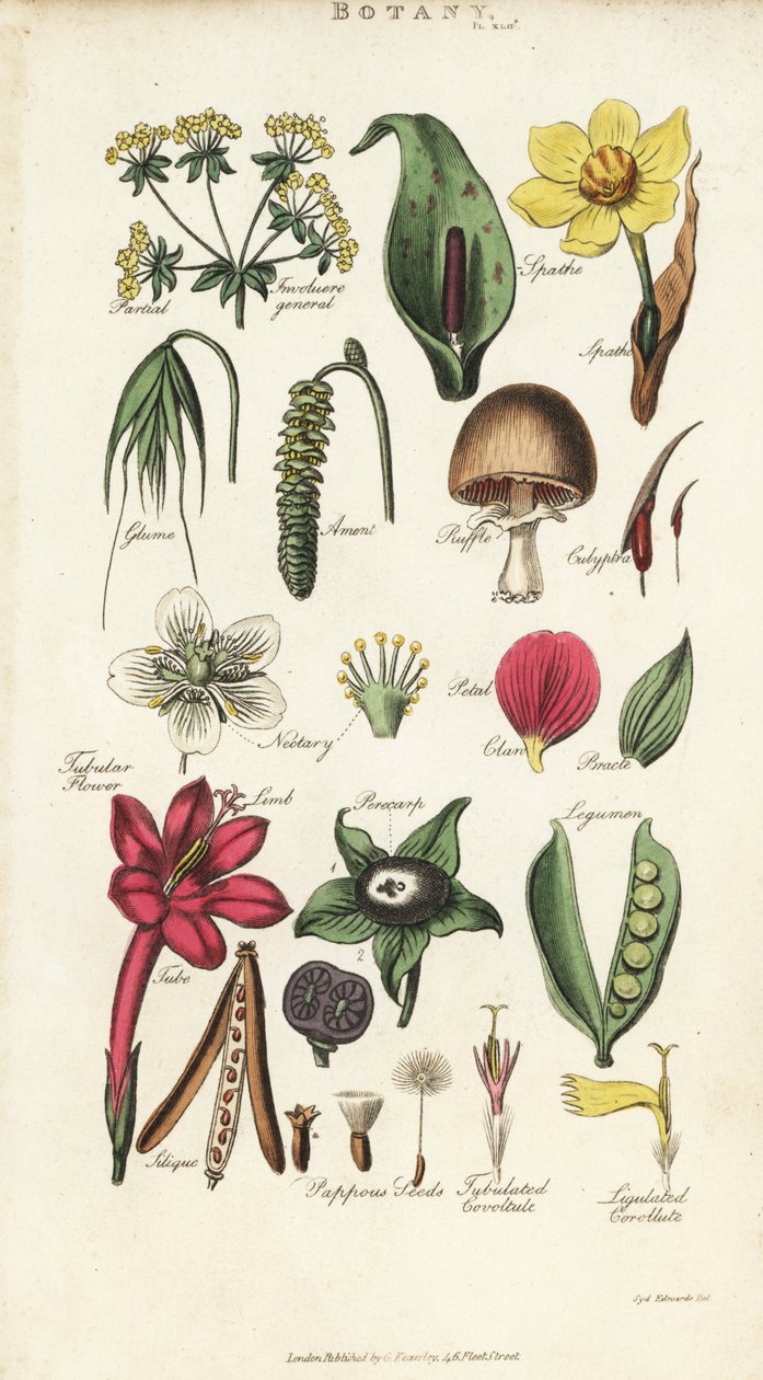 Teile von Blumen einschließlich Blütenblatt, Nektarium, Spelze, Samen, Spatha, Braktee, Hülsenfrucht, etc. von Sydenham Teast Edwards