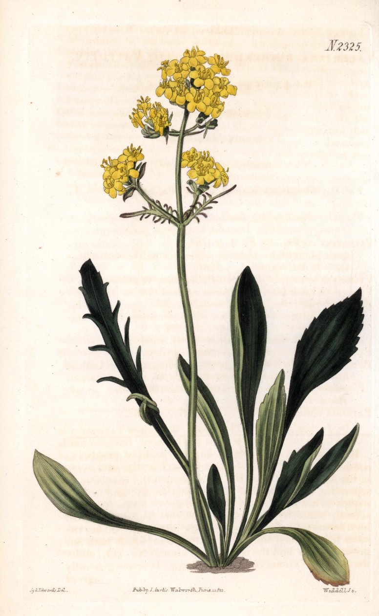 Patrinia sibirica (Altaische Baldrian, Valeriana ruthenica). Handkolorierte Kupferstichgravur von Weddell nach einer Illustration von Sydenham Edwards aus Samuel Curtis