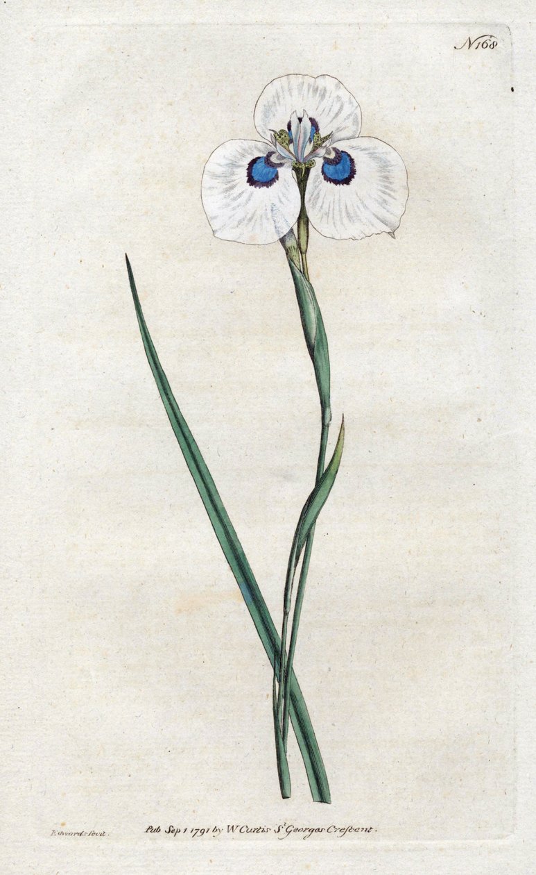 Pfauen-Iris - Lithographie von Sydenham Edwards (1768-1819), Tafel aus William Curtis
