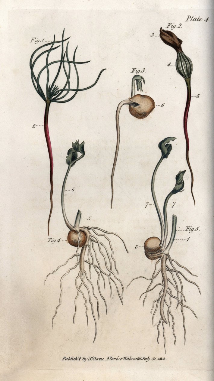 Erbsen, Hülsenfrüchte in verschiedenen Keimstadien. Farbiger Kupferstich, Illustration von Sydenham Edwards (1768-1819) für Konferenzen der Botanik, Botanischer Garten von Lambeth (England) von Sydenham Teast Edwards