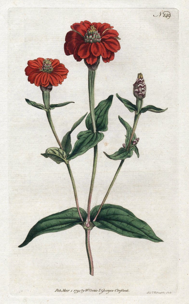 Peruanische Zinnie oder Bresine - Lithographie von Sydenham Edwards (1768-1819), aus dem Botanical Magazine von William Curtis (1746-1799) von Sydenham Teast Edwards