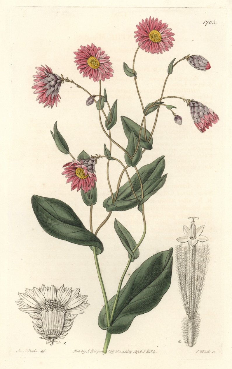 Rosa Rhodanthe, aus Australien, aus dem Botanischen Register von Sydenham Teast Edwards