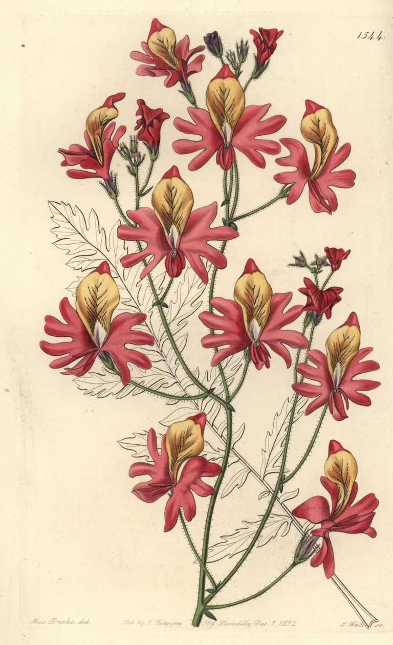 Arme-Leute-Orchidee, Schizanthus grahamii von Sydenham Teast Edwards