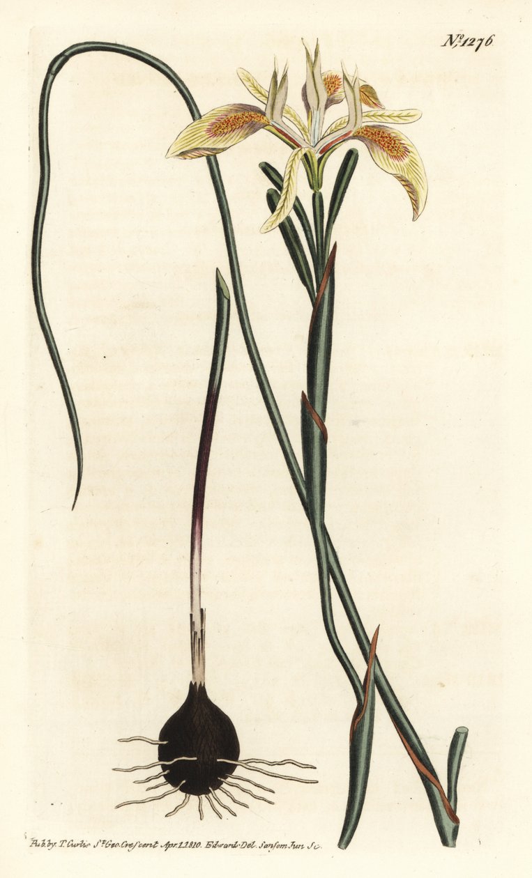 Gerolltes Moraea-Blatt, Moraea angusta von Sydenham Teast Edwards