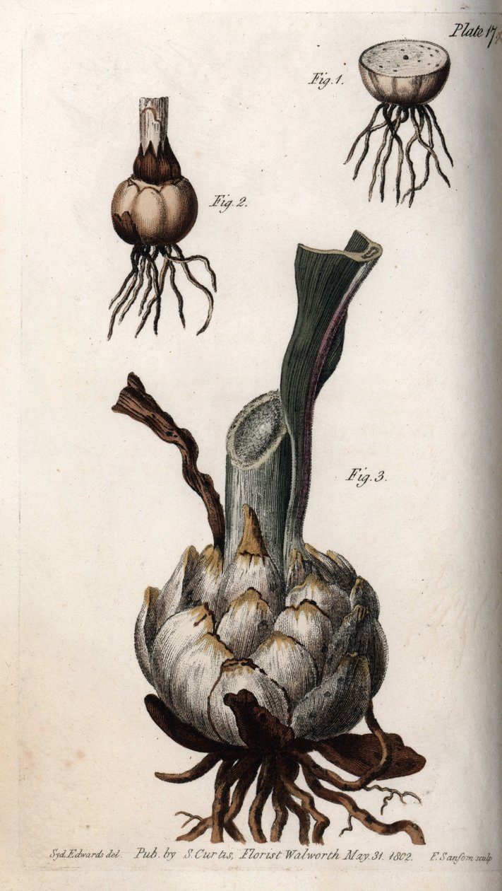 Wurzel und Zwiebel der Lilien. Farbiger Kupferstich, Illustration von Sydenham Edwards (1768-1819) für Konferenzen der Botanik, Botanischer Garten von Lambeth (England) von Sydenham Teast Edwards