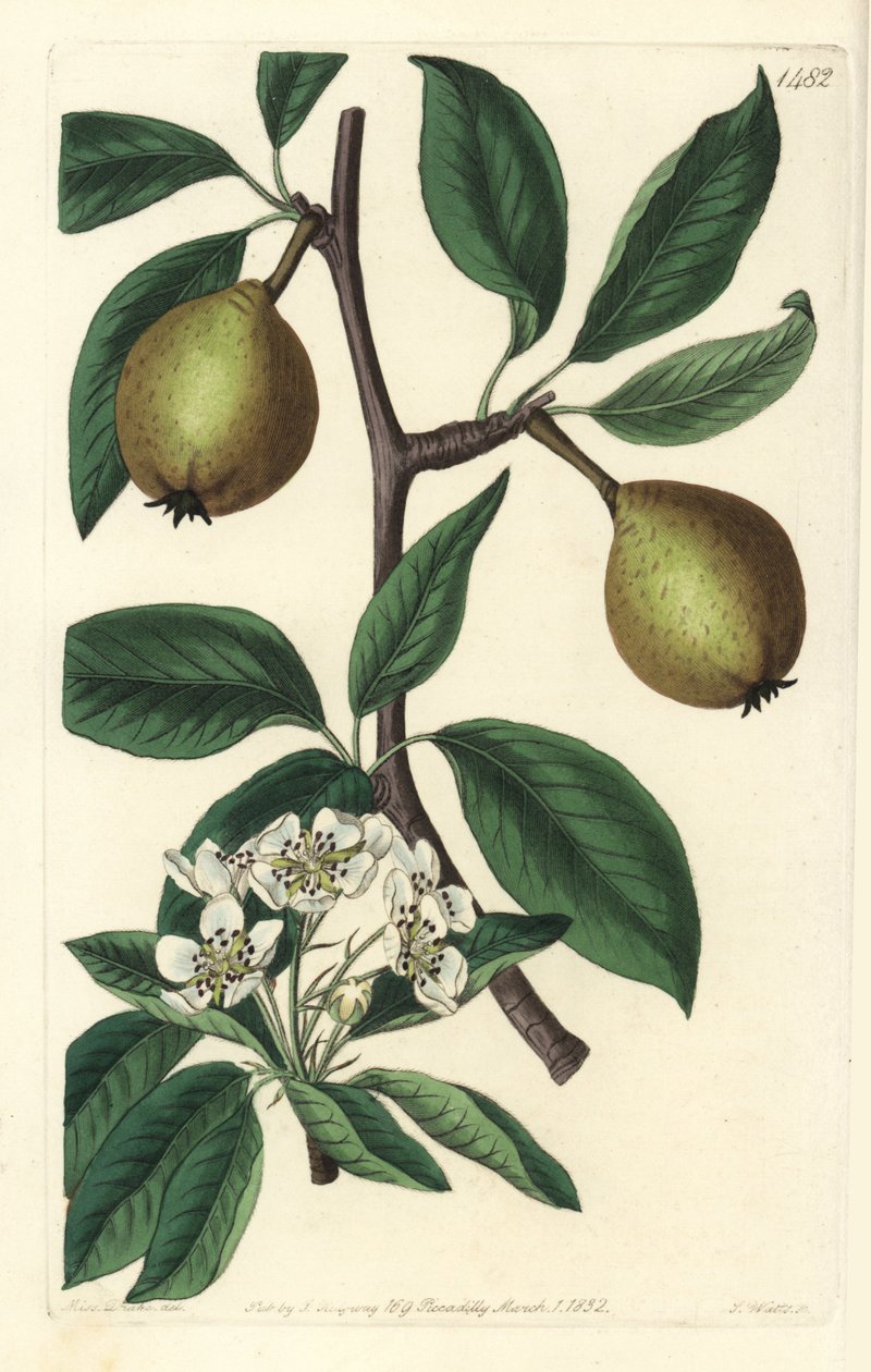 Salbeiblättrige Birne, Pyrus salviifolia von Sydenham Teast Edwards
