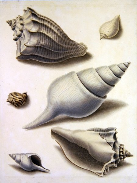 Muscheln und Meeresflora von Sydenham Teast Edwards