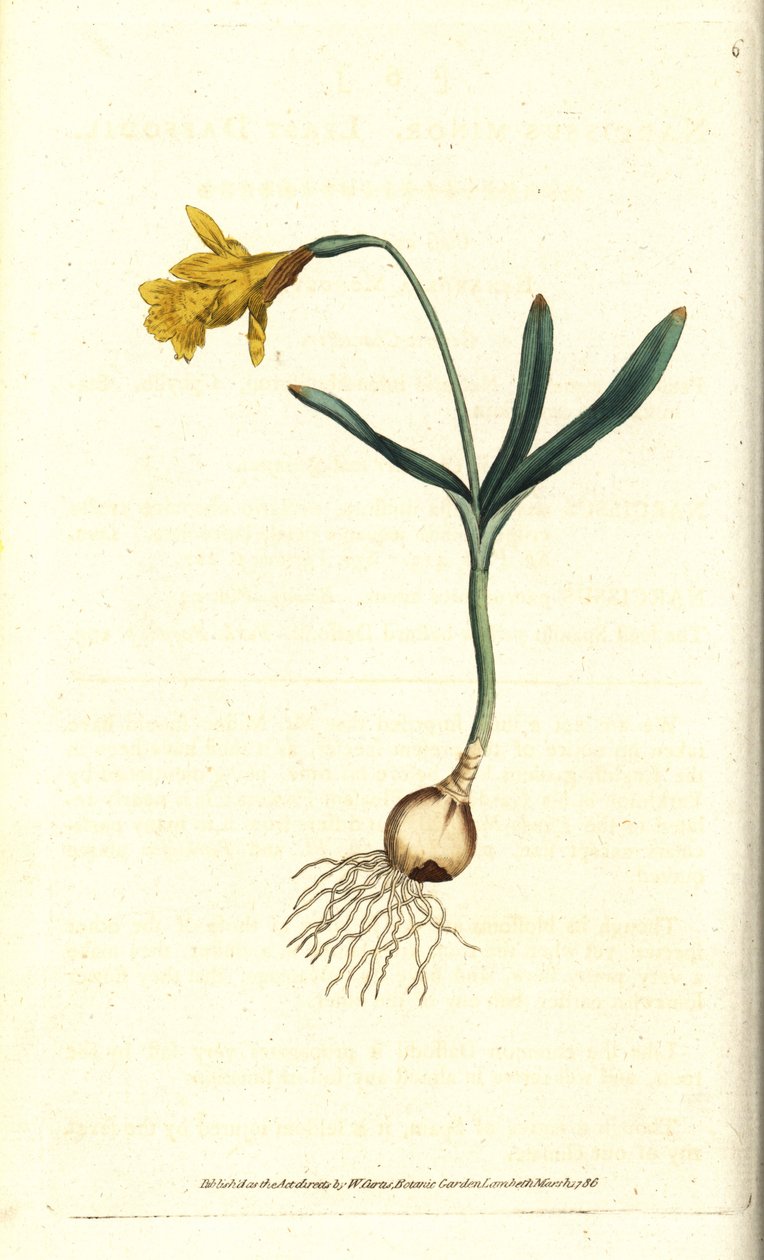 Kleine Narzisse (Kupferstich) von Sydenham Teast Edwards