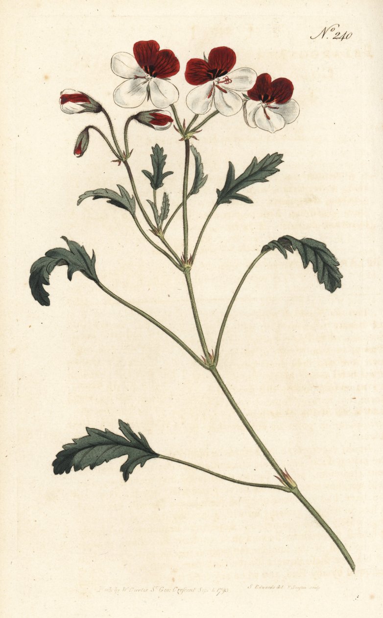 Dreifarbiger Storchschnabel, Pelargonium tricolor. Handkolorierte Kupferstichgravur von Sansom nach einer Illustration von Sydenham Edwards aus William Curtis