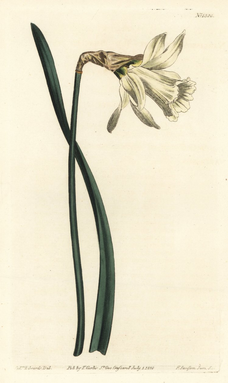 Kleine weiße spanische Narzisse, Narcissus pseudonarcissus subsp. moschatus (Narcissus moschatus) von Sydenham Teast Edwards