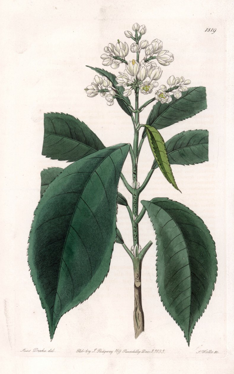 Turpinia Varietät von Sydenham Teast Edwards