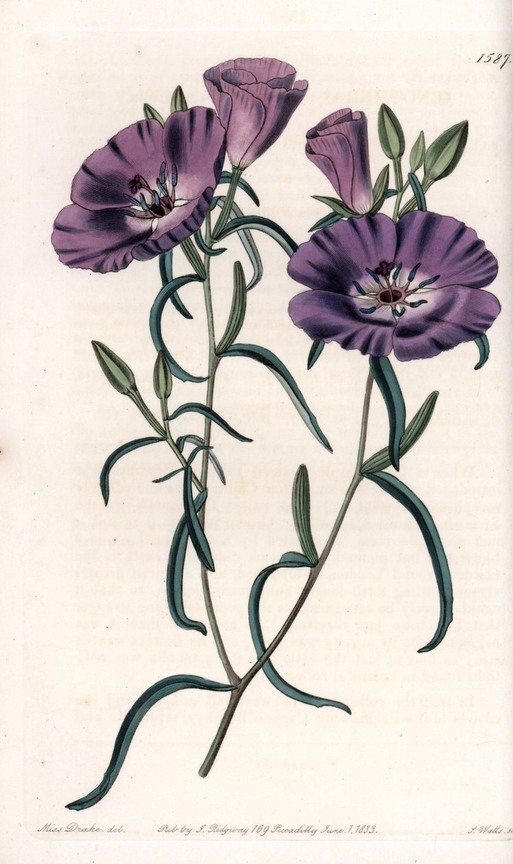Varietät von Clarkia, heimisch in Südamerika (Tafel) von Sydenham Teast Edwards