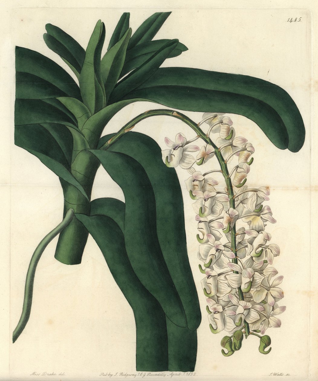 Jamaikanische Salbe von Sydenham Teast Edwards