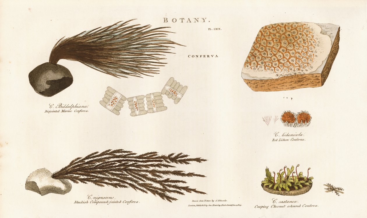 Verschiedene Algenarten (Conferva) von Sydenham Teast Edwards