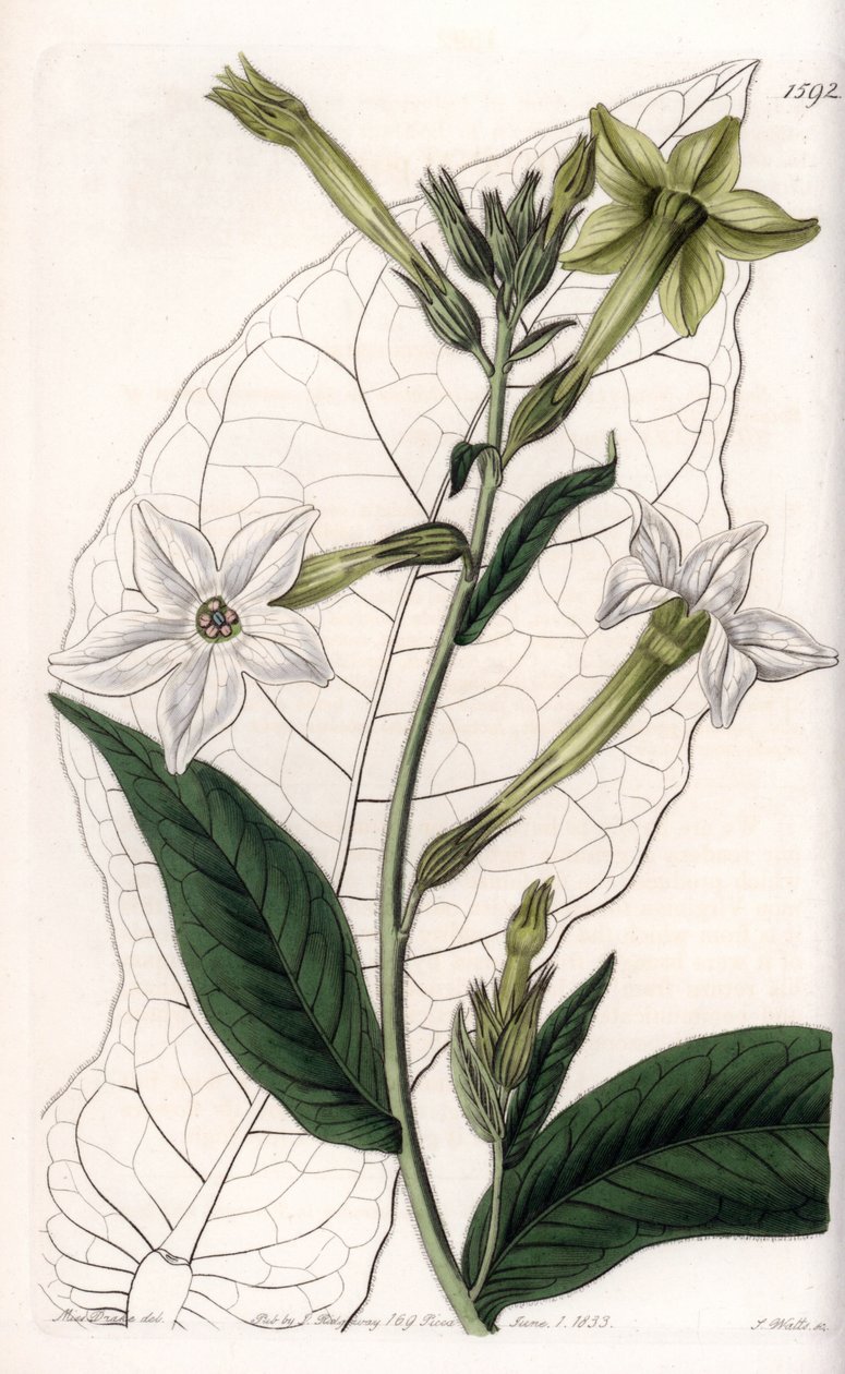 Flügeltabak oder Ziertabak (Stich von S. Watts, Illustration von Sarah Anne Drake) von Sydenham Teast Edwards
