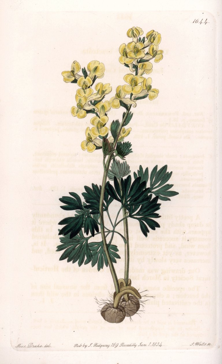 Gelbblühende Corydale Variete - Graviert von S. Watts, nach einer Illustration von Sarah Anne Drake (1803-1857), aus dem Botanical Register von Sydenham Edwards (1768-1819), England von Sydenham Teast Edwards